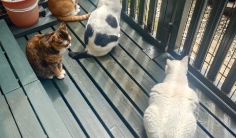 coco & fumi & Lin & Ryu