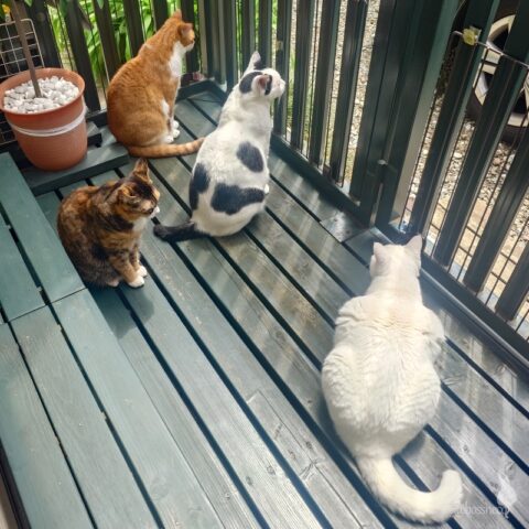 coco & fumi & Lin & Ryu