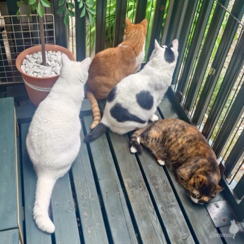 coco & fumi & Lin & Ryu