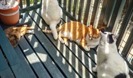 coco & fumi & Lin & Ryu