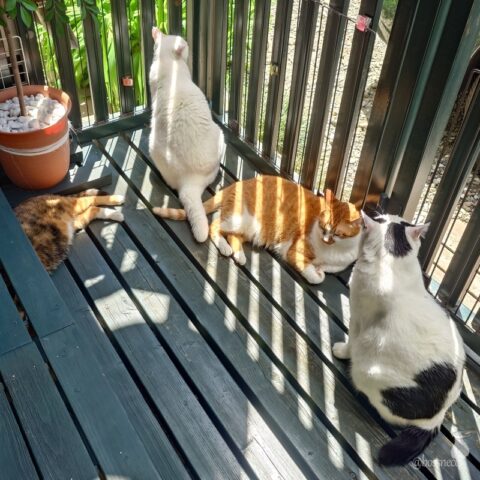 coco & fumi & Lin & Ryu