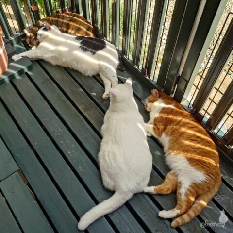 coco & fumi & Lin & Ryu