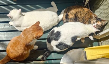 coco & fumi & Lin & Ryu