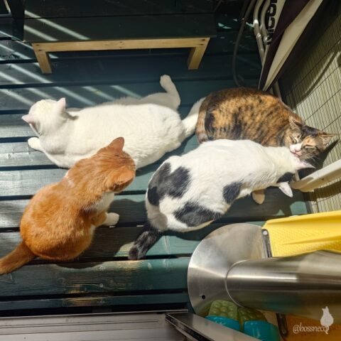 coco & fumi & Lin & Ryu