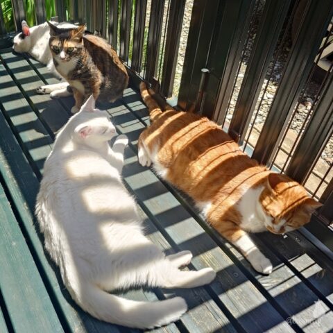 coco & fumi & Lin & Ryu