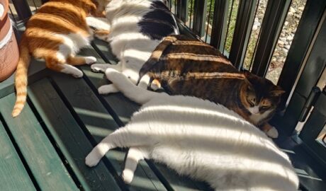 coco & fumi & Lin & Ryu