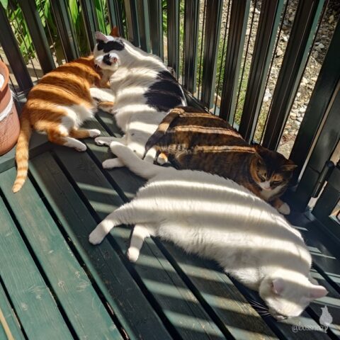 coco & fumi & Lin & Ryu