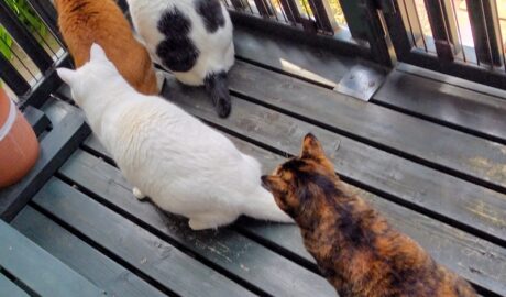 coco & fumi & Lin & Ryu