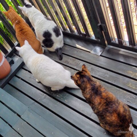 coco & fumi & Lin & Ryu