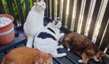 coco & fumi & Lin & Ryu