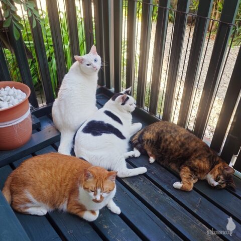 coco & fumi & Lin & Ryu