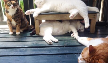 coco & fumi & Lin & Ryu