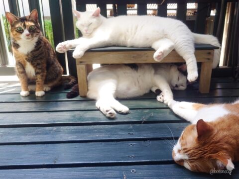 coco & fumi & Lin & Ryu