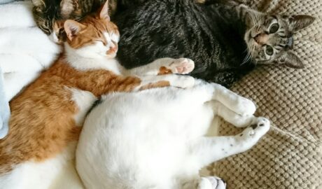 mark & coco & fumi & Lin