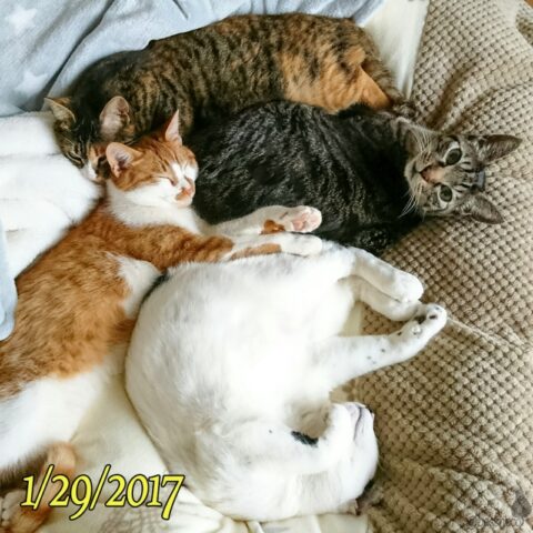 mark & coco & fumi & Lin