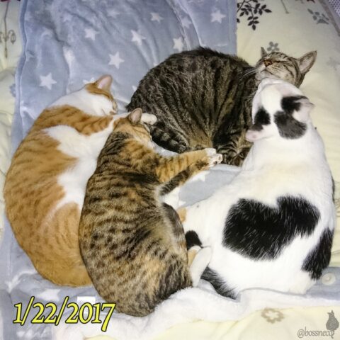 mark & coco & fumi & Lin