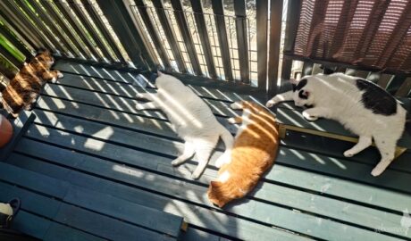 coco & fumi & Lin & Ryu