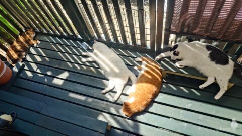 coco & fumi & Lin & Ryu