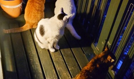 coco & fumi & Lin & Ryu