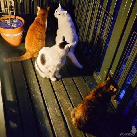 coco & fumi & Lin & Ryu