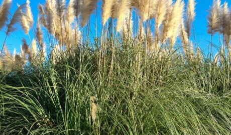 パンパスグラス