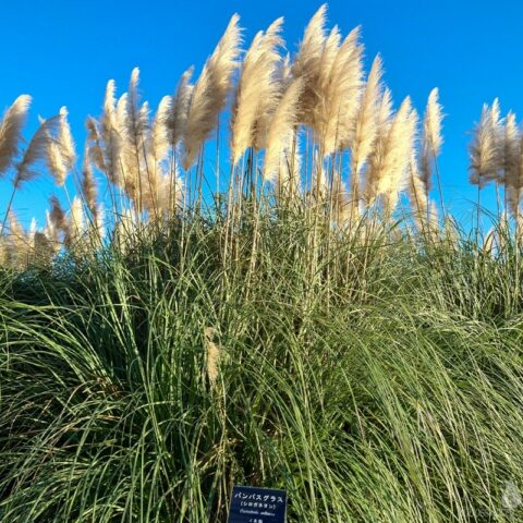 パンパスグラス