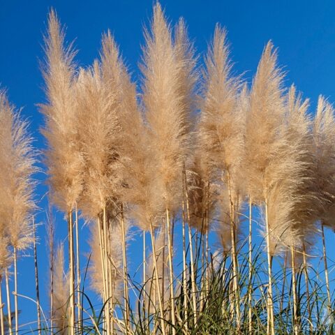 パンパスグラス