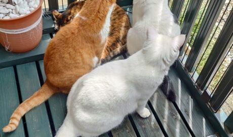 coco & fumi & Lin & Ryu