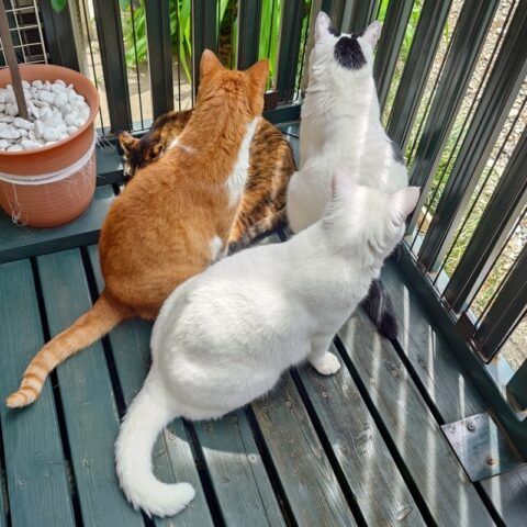 coco & fumi & Lin & Ryu