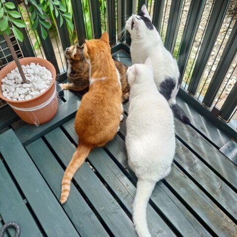 coco & fumi & Lin & Ryu