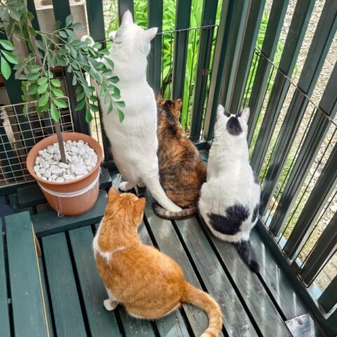 coco & fumi & Lin & Ryu