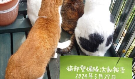 coco & fumi & Lin & Ryu