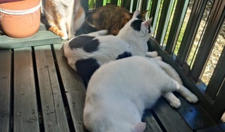 coco & fumi & Lin & Ryu