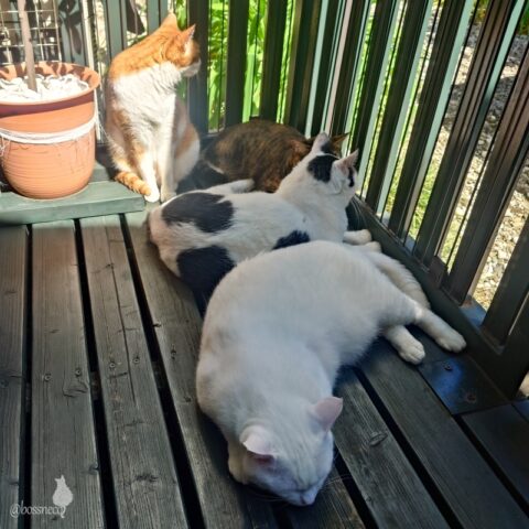 coco & fumi & Lin & Ryu