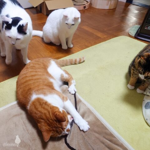 coco & fumi & Lin & Ryu