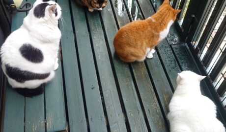 coco & fumi & Lin & Ryu