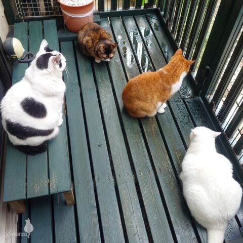 coco & fumi & Lin & Ryu