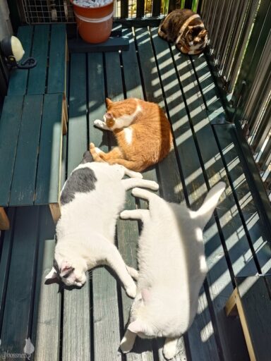 coco & fumi & Lin & Ryu