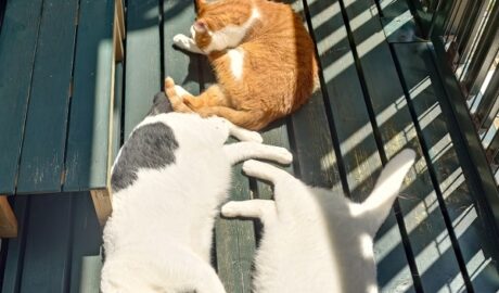 coco & fumi & Lin & Ryu