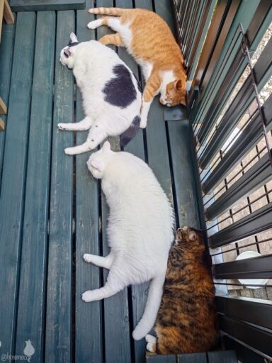 coco & fumi & Lin & Ryu