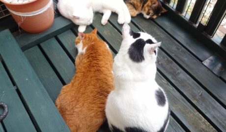 coco & fumi & Lin & Ryu