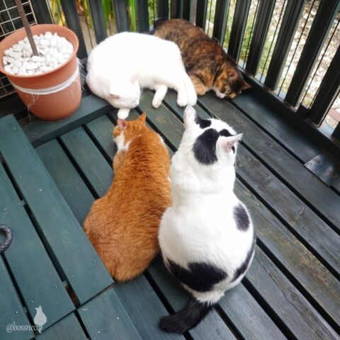 coco & fumi & Lin & Ryu