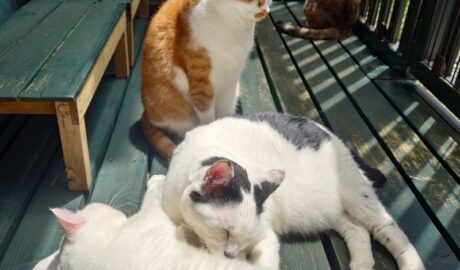 coco & fumi & Lin & Ryu