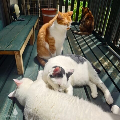 coco & fumi & Lin & Ryu