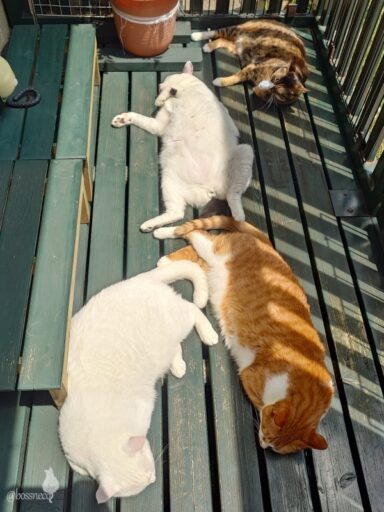 coco & fumi & Lin & Ryu