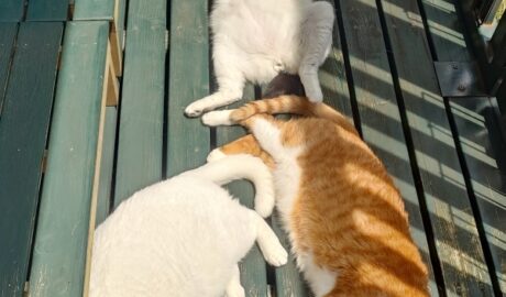 coco & fumi & Lin & Ryu