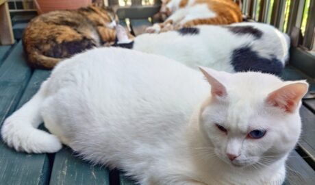 coco & fumi & Lin & Ryu