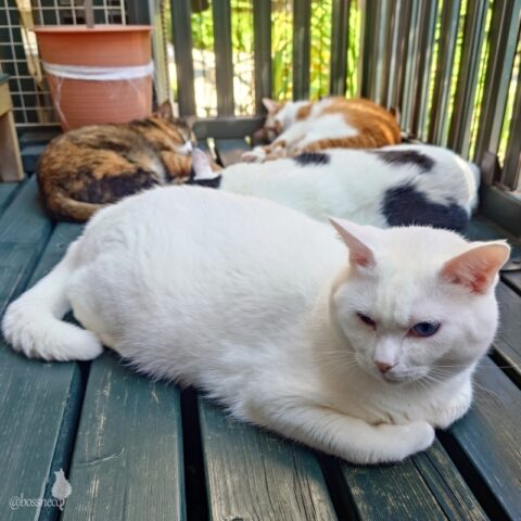 coco & fumi & Lin & Ryu