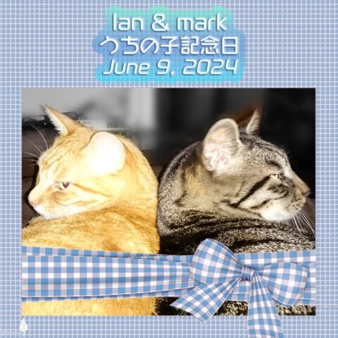 lan & mark