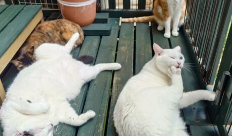 coco & fumi & Lin & Ryu